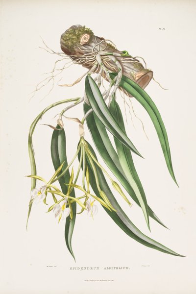 Illustration of Epidendrum Parkinsonianum (as syn. Epidendrum Aloifolium) by Augusta Innes Withers
